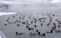 Зимние холода для зимующих птиц / Зимние холода для зимующих птиц