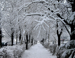 В снегу / аллея, снег, деревья