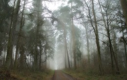 Туманный январь / Зарисовка лесного пейзажа.