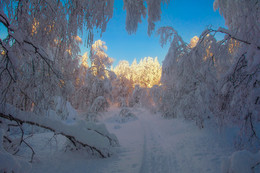 Дорожка к свету / Вечерний лес