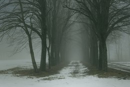 Туманная аллея / Ставропольская зима