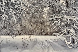 Заснежило. / Сокольники.