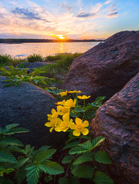 Цветы калужницы и гранитные камни / Весенний закат.
Государственный природный заказник «Кивипарк».Название происходит от финского слова «kivi» – камень.
Ленинградская область, Выборгский залив.
