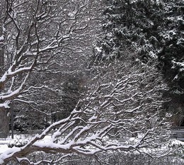 Зимняя графика / ветки деревьев во время мороза