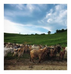  / The Herd