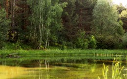лесное озеро / ***