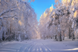 Снежная аллея / После снегопада