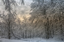Февральская зарисовка / Москва. Битцевский лес.