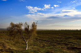 Дерево и ... небо / Снимал в пригороде Ашхабада