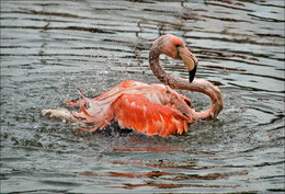 Водные процедуры / ***