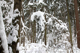 После снегопада / Шёл дождь, потом снег, затем ударил мороз и началась пурга. Многие деревья не выдержав такой погоды, низко склонили к земле головы.