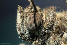 Профиль, настоящего лохматого монстра... / Коричневая бабочка. Снимок из 6-ти кадров...