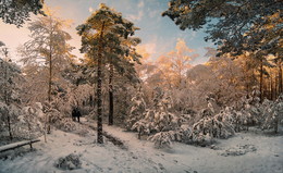 В зимнем лесу / Солнечным морозным днем