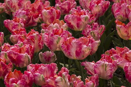 Весенний взрыв / Тюльпаны Никитского сада