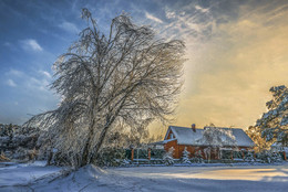 В ледяном плену. / Гололёд на деревьях. Утро на берегу Волги в Тверской области.