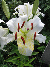 Лилии перед грозой / Лилии за 30 минут до грозы