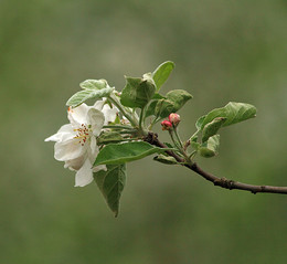 Поздравление женщинам / Дорогие женщины! С праздником вас! Будьте всегда прекрасными, любимыми и счастливыми! А главное - единственными!