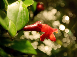 &nbsp; / Аленький