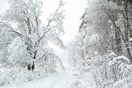 Снегопад в феврале / Снято в Калужском бору