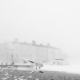 Fuglarnir / Near Reykjavik city hall