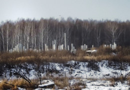 Берёзовая роща ... / Сны