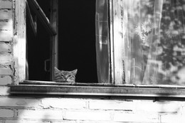 Скучающий ушастик. / Любопытный котёнок в окне.