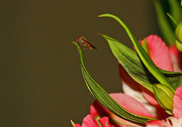 Крякозябла на старте / некое насекомое на букете цветов