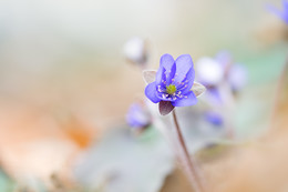 &nbsp; / Leberblümchen