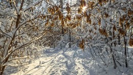 Напоминание о прошедшей осени. / Сокольники.