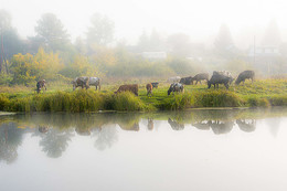 Утро туманное / Стадо коров на берегу реки