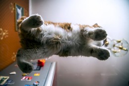 Котэ. Вид снизу. / Левитация...