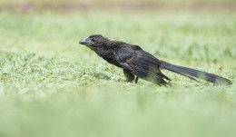 Smooth-billed Ani / Ани (лат. Crotophaga ani) — американская птица из семейства кукушек.
Размеры взрослой птицы 34 см. Кукушки-ани выглядят довольно необычно и своими массивными клювами отчасти напоминают попугаев. Держатся небольшими стайками. Часто можно видеть, как они сопровождают домашний скот и хватают насекомых, вспугиваемых при движении стада. В тропиках эти кукушки с той же целью сопровождают колонны бродячих муравьев.
Кукушки-ани склонны к общественному образу жизни. На ночевку нередко вместе собирается до 30-40 особей. Гнездятся коммунами, включающими до 4 пар
Область распространения простирается от юга Флориды через Карибское море и Центральную Америку до севера Аргентины. Там она населяет луга, буш, культурные ландшафты и лесные поляны.
ани летает плохо и проводит много времени на земле, охотясь на больших насекомых и маленьких позвоночных животных, таких как ящерицы.