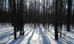 Утром / Утренний свет в зимнем лесу