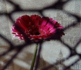 Минимальная пятница / Мы настолько сложны, что пора упрощаться,
Сокращаться, к привычным вещам обращаться,
Отрешаться, и с теплой толпою мешаться,
И поменьше решать, и побольше решаться.
/Сева Зельченко/