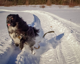 Чёрная собака на белом снегу 2 / Чёрная собака на белом снегу 2
