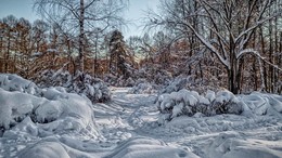 Солнечный день. / Парк Сокольники.