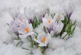 Весна крокусы / Первые весенние цветы крокусы
