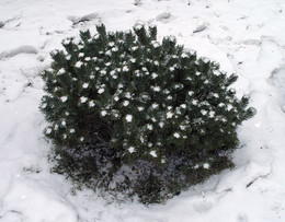 Зимний букет / елочка покрытая снегом