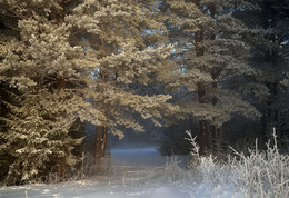 Зимний лес / Зима в Коми