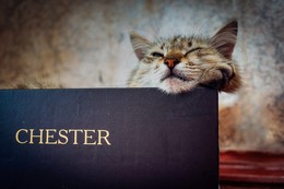 Главный герой / CHESTER