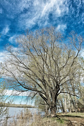 наземный спрут / ветвистое дерево весной на берегу реки
