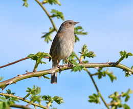 Лесная завирушка (Prunella modularis) / Лесная завирушка (Prunella modularis)
Большую часть времени проводит в густом мелколесье и предпочитает леса с густым кустарником. Открытых местообитаний избегает. Гнездится в ельниках и смешанном мелколесье, на опушках лиственных лесов, в старых хвойных лесах с густым подлеском, в елово-ольховых поймах с березами, липами, кленами, дубами.