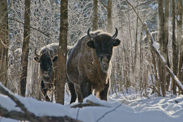 В лесной глуши / Зубры. Россия. Калужская область.