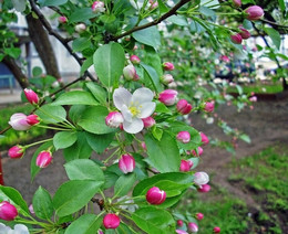 Яблони цветут / В родном дворе (Устиновский район Ижевска)
