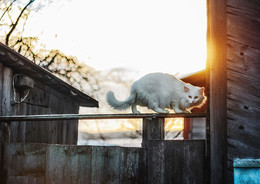 Котейка / Серия: Назаборные коты. п. Пено