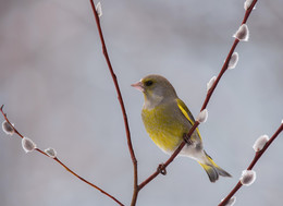 С Праздником!!! / .....