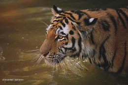 Король Тигр / Тигр в Рижском зоопарке