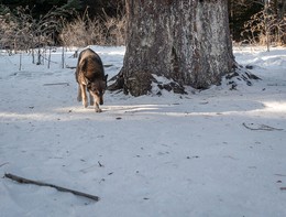 Встреча в лесу / Зимний лес вблизи Белокурихи. Вдруг из-за дерева выходит зверь, с первого взгляда показалось, что волк, но нет, это была собака, дружелюбная