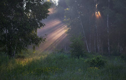 утро в лесу / утро, туман и солнце