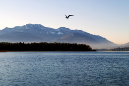 Чайка над озером. / Утро, туман, чайка нпд озером.